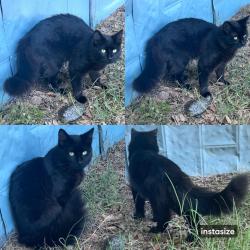 Lost Male Cat last seen On Gay Avenue between North holly street & Virginia drive, Gladewater, TX 75647