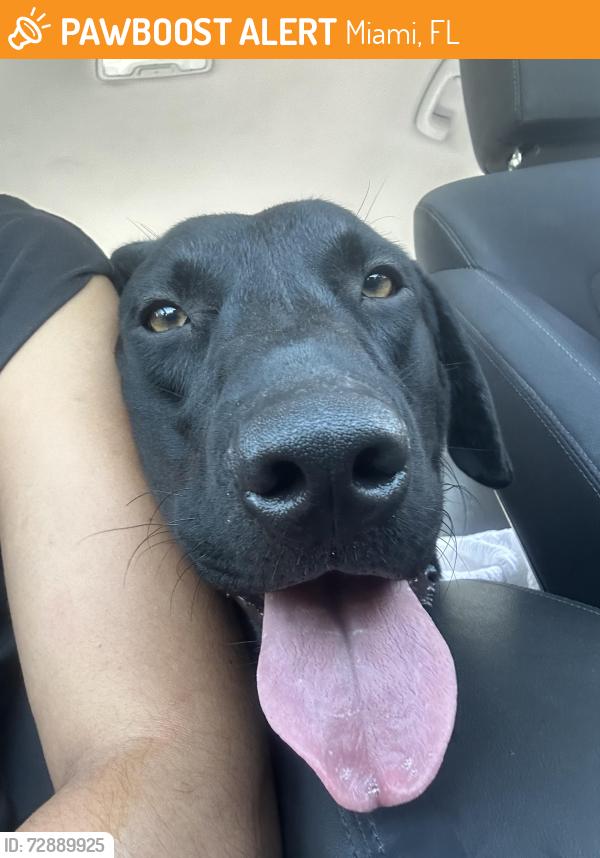 Found/Stray Male Dog last seen Near & 152 Terr , around palmetto golf course , Miami, FL 33157