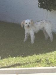 Reunited Unknown Dog last seen 3rd ave and Marilyn , Phoenix, AZ 85013