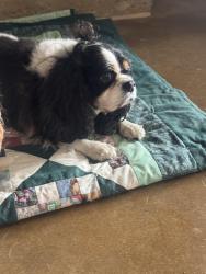Reunited Female Dog last seen Southfork Circle & Elmwood, Pottsboro, TX 75076