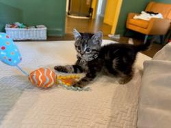 Shelter Stray Female Cat last seen Near Lanny Ln Lithonia, GA 30058, 30058, GA, Atlanta, GA 30341