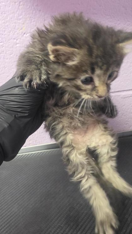 Shelter Stray Female Cat last seen El Paso, TX 79925, Fort Bliss, TX 79906