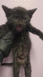 Shelter Stray Male Cat last seen El Paso, TX 79925, Fort Bliss, TX 79906