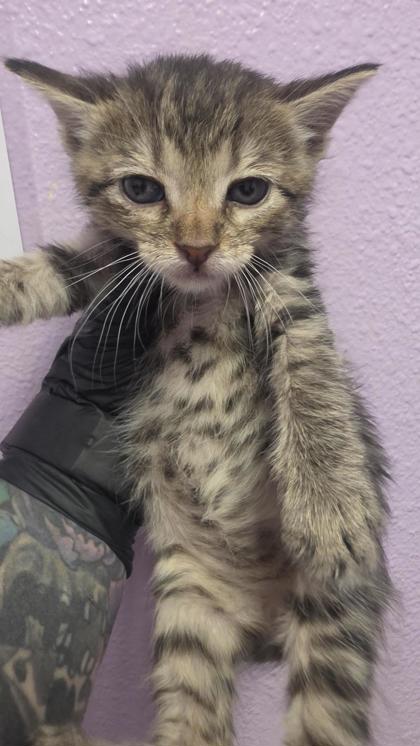 Shelter Stray Female Cat last seen El Paso, TX 79925, Fort Bliss, TX 79906