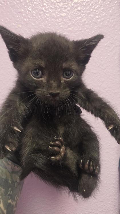 Shelter Stray Female Cat last seen El Paso, TX 79925, Fort Bliss, TX 79906