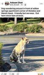Found/Stray Female Dog last seen Marsh Hawk Drive, Folsom, CA 95630