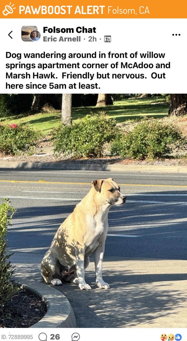 Found/Stray Female Dog last seen Marsh Hawk Drive, Folsom, CA 95630