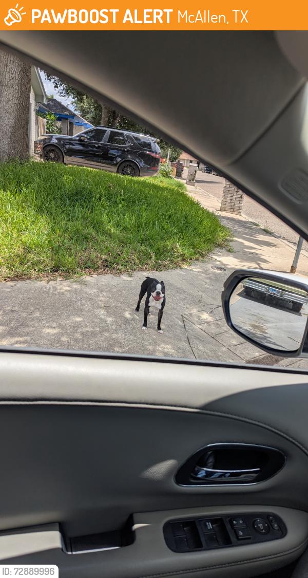 Found/Stray Unknown Dog last seen 42nd and Geranium, McAllen, TX 78501