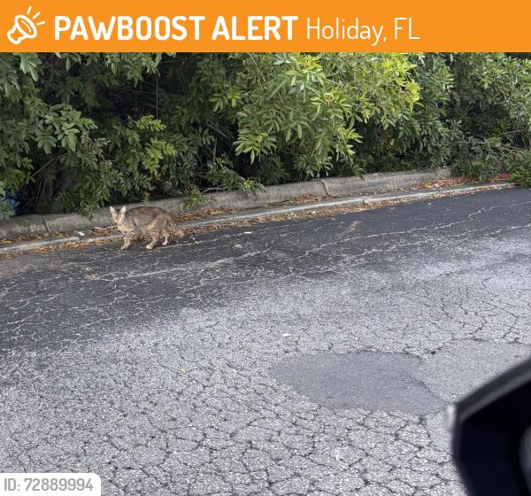 Found/Stray Unknown Cat last seen Sunray and US HWY 19, Holiday, FL 34690
