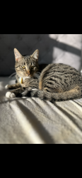 Lost Male Cat last seen Vincent Trace neighborhood in Maurice , Maurice, LA 70555