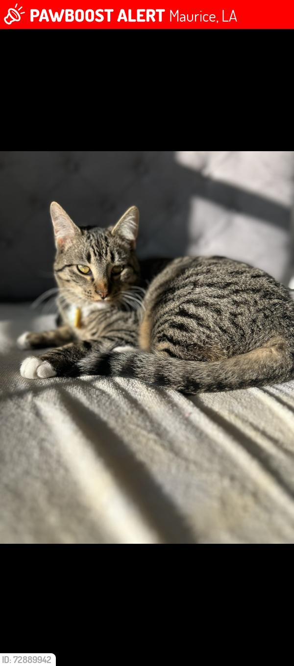 Lost Male Cat last seen Vincent Trace neighborhood in Maurice , Maurice, LA 70555