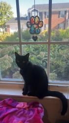 Lost Female Cat last seen Near st. Fishers , Fishers, IN 46037