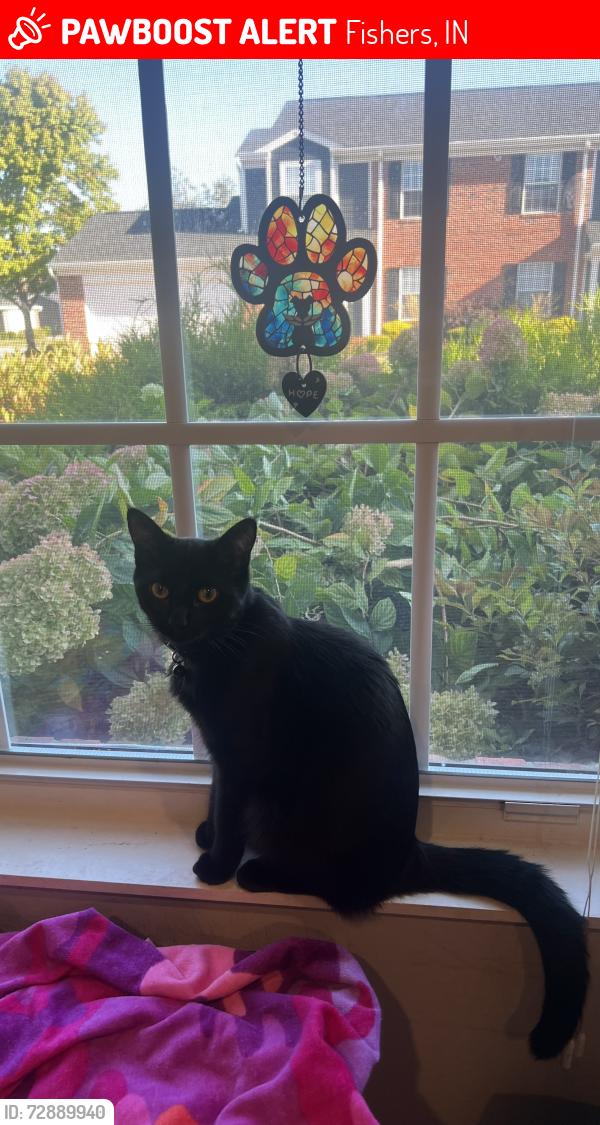 Lost Female Cat last seen Near st. Fishers , Fishers, IN 46037