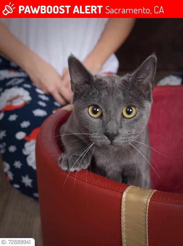 Lost Female Cat last seen El Rincon Restaurant and Goodwill, Sacramento, CA 95816