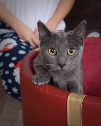 Lost Female Cat last seen El Rincon Restaurant and Goodwill, Sacramento, CA 95816
