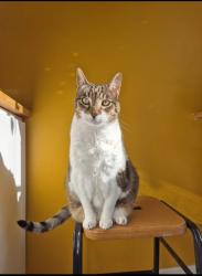 Reunited Male Cat last seen Cattistock Road, Greater London, England SE9