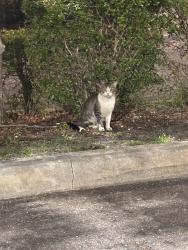 Found/Stray Unknown Cat last seen Near by Sunray and US HWY19, Holiday, FL 34690
