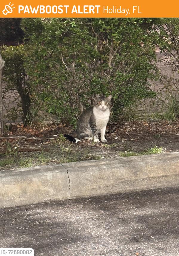 Found/Stray Unknown Cat last seen Near by Sunray and US HWY19, Holiday, FL 34690