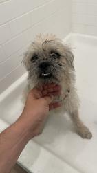 Found/Stray Male Dog last seen Osborn park Scottsdale , Scottsdale, AZ 85251