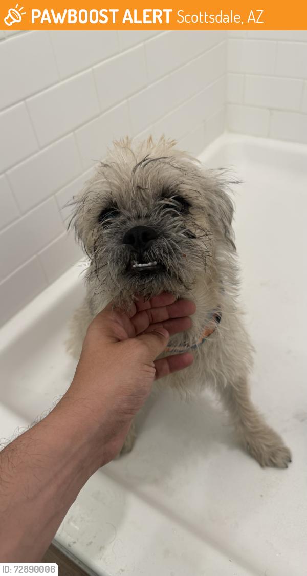 Found/Stray Male Dog last seen Osborn park Scottsdale , Scottsdale, AZ 85251