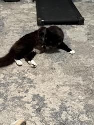 Reunited Male Cat last seen Higby St. and Dawson St, Silver Spring, MD 20902