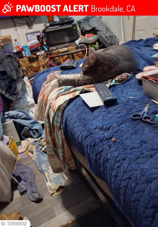 Lost Male Cat last seen Riverside dr, Brookdale, CA 95005