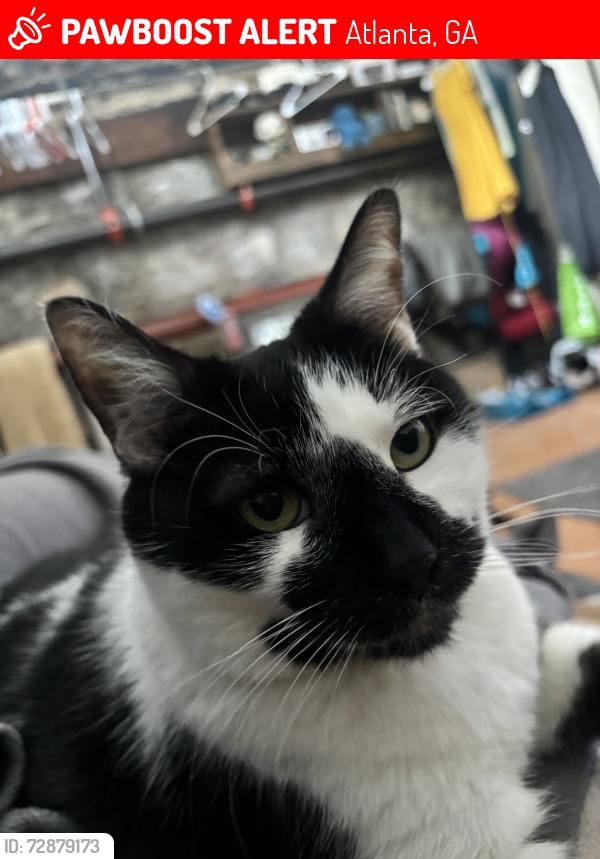 Lost Female Cat last seen Memorial Drive & Maynard Terrace SE , Atlanta, GA 30317