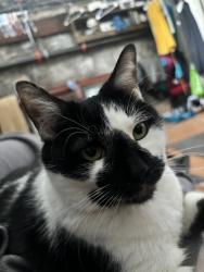 Lost Female Cat last seen Memorial Drive & Maynard Terrace SE , Atlanta, GA 30317