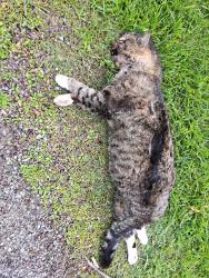 Found/Stray Male Cat last seen Rihn Strasse and Hardt Road, Hampton Township, PA 15044