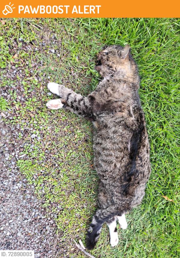 Found/Stray Male Cat last seen Rihn Strasse and Hardt Road, Hampton Township, PA 15044