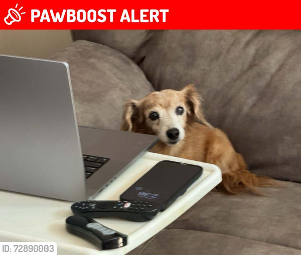 Lost Female Dog last seen Benbrook and East Brewster, Center Township, PA 16001