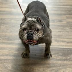 Shelter Stray Male Dog last seen Near Voyager Circle, San Diego, CA, 92130, San Diego, CA 92110