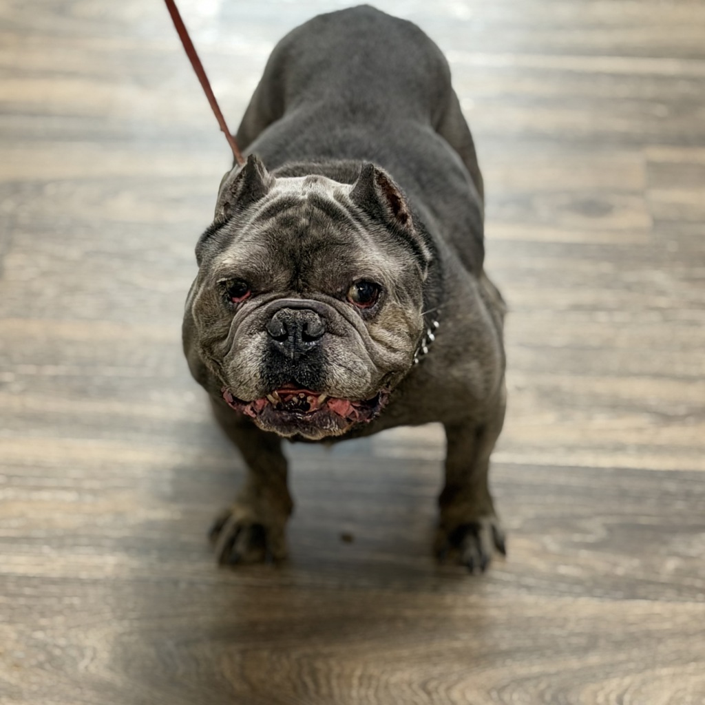 Shelter Stray Male Dog last seen Near Voyager Circle, San Diego, CA, 92130, San Diego, CA 92110