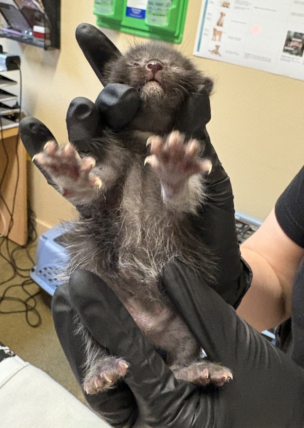 Shelter Stray Male Cat last seen Bennet Road, Oceanside, CA, 92054, Oceanside, CA 92058