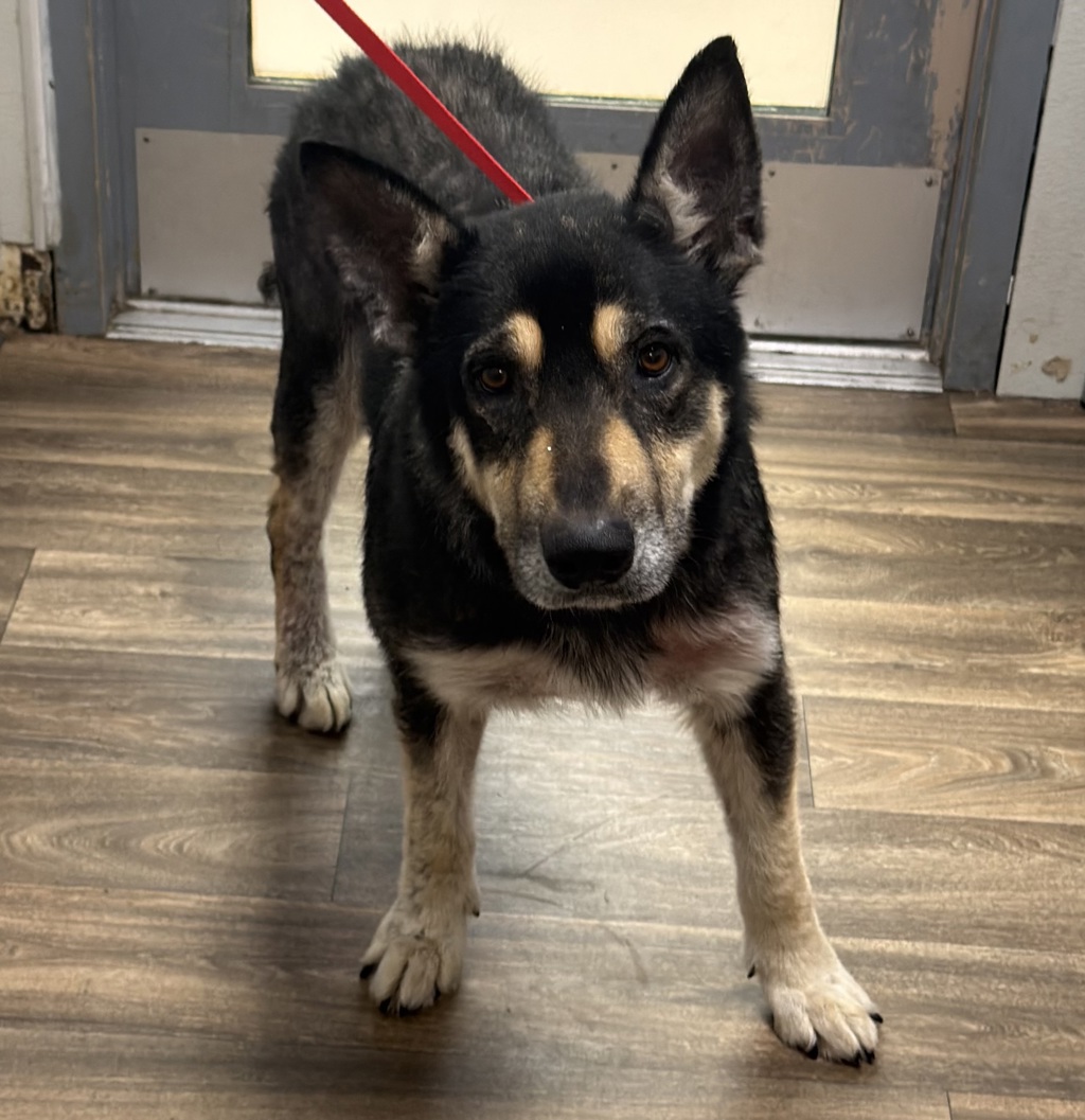 Shelter Stray Male Dog last seen Near 54th Place, San Diego, CA, 92115, San Diego, CA 92110