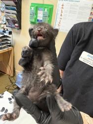 Shelter Stray Male Cat last seen Bennet Road, Oceanside, CA, 92054, Oceanside, CA 92058