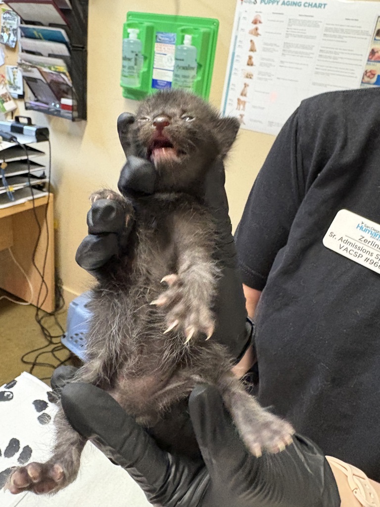 Shelter Stray Male Cat last seen Bennet Road, Oceanside, CA, 92054, Oceanside, CA 92058
