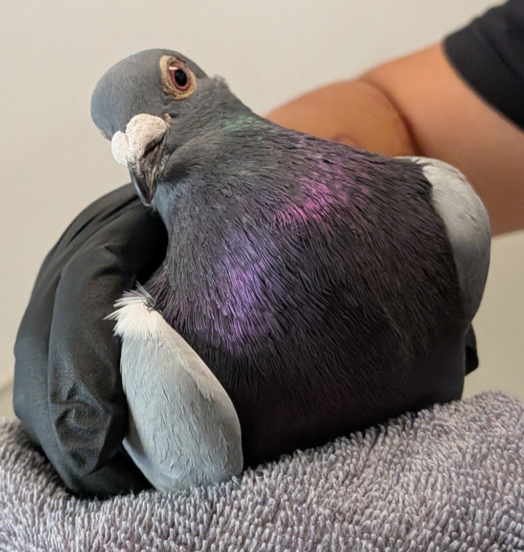 Shelter Stray Unknown Bird last seen Near Market Street, San Diego, CA, 92102, San Diego, CA 92110