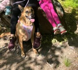 Reunited Female Dog last seen foxhall manor, Catonsville., Catonsville, MD 21228