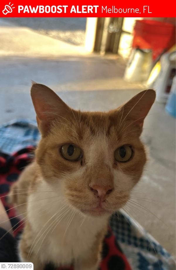 Lost Male Cat last seen Cheyenne and Apache , Melbourne, FL 32935