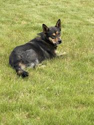 Found/Stray Male Dog last seen Chemawa and chehalis, Keizer, OR 97303