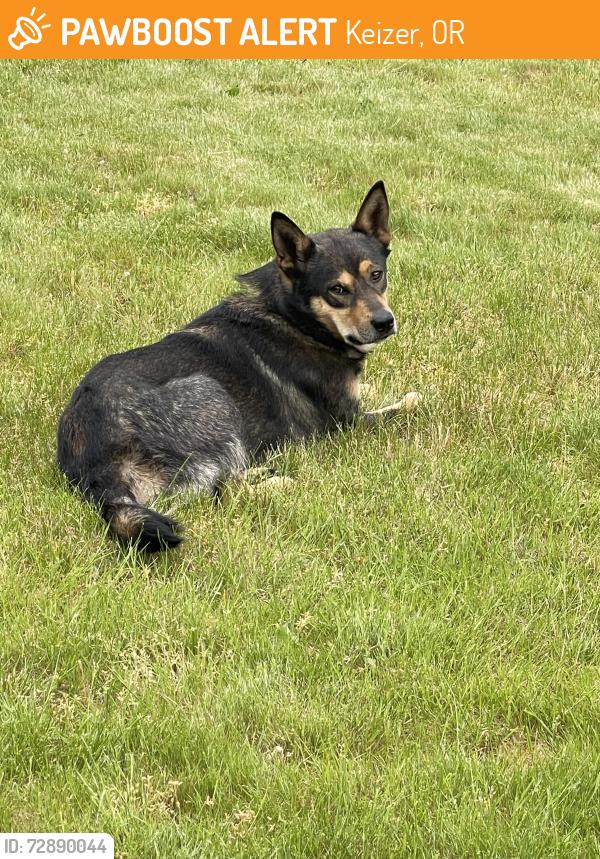 Found/Stray Male Dog last seen Chemawa and chehalis, Keizer, OR 97303