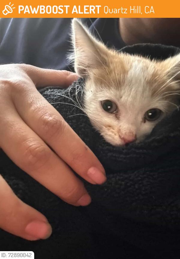 Found/Stray Female Cat last seen Avenue L14, Quartz Hill, CA 93536