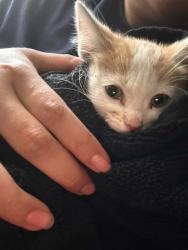 Found/Stray Female Cat last seen Avenue L14, Quartz Hill, CA 93536