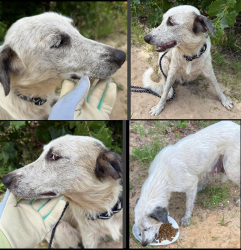 Found/Stray Female Dog last seen FM 1253 & FM 857, Grand Saline, TX, Smith County, TX 75140