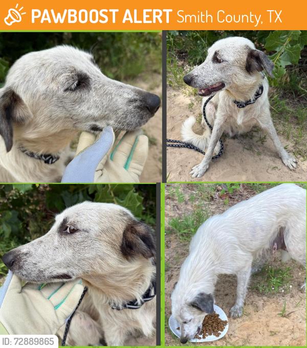 Found/Stray Female Dog last seen FM 1253 & FM 857, Grand Saline, TX, Smith County, TX 75140