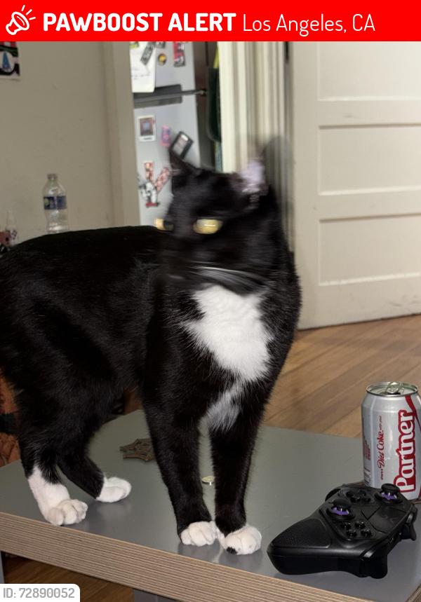 Lost Male Cat last seen Cemetery, Los Angeles, CA 90065