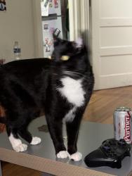 Lost Male Cat last seen Cemetery, Los Angeles, CA 90065