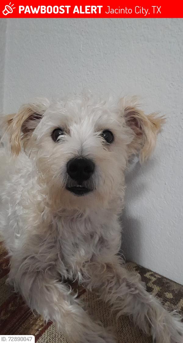 Lost Male Dog last seen Houston, Jacinto City, TX 77029