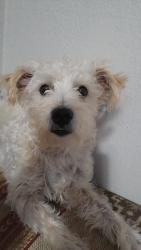 Lost Male Dog last seen Houston , Jacinto City, TX 77029